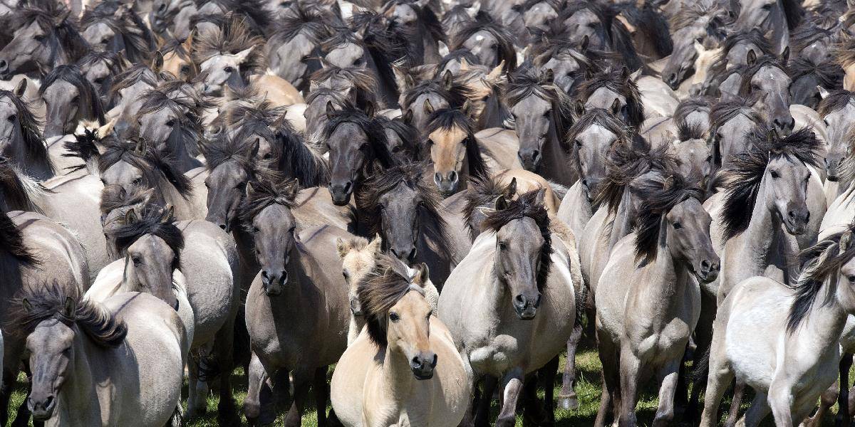 V Austrálii chcú odstreliť 10-tisíc divokých koní