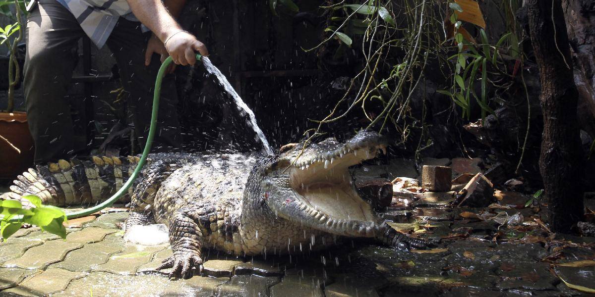 Austrálsky rybár strávil celú noc s krokodílom v chate