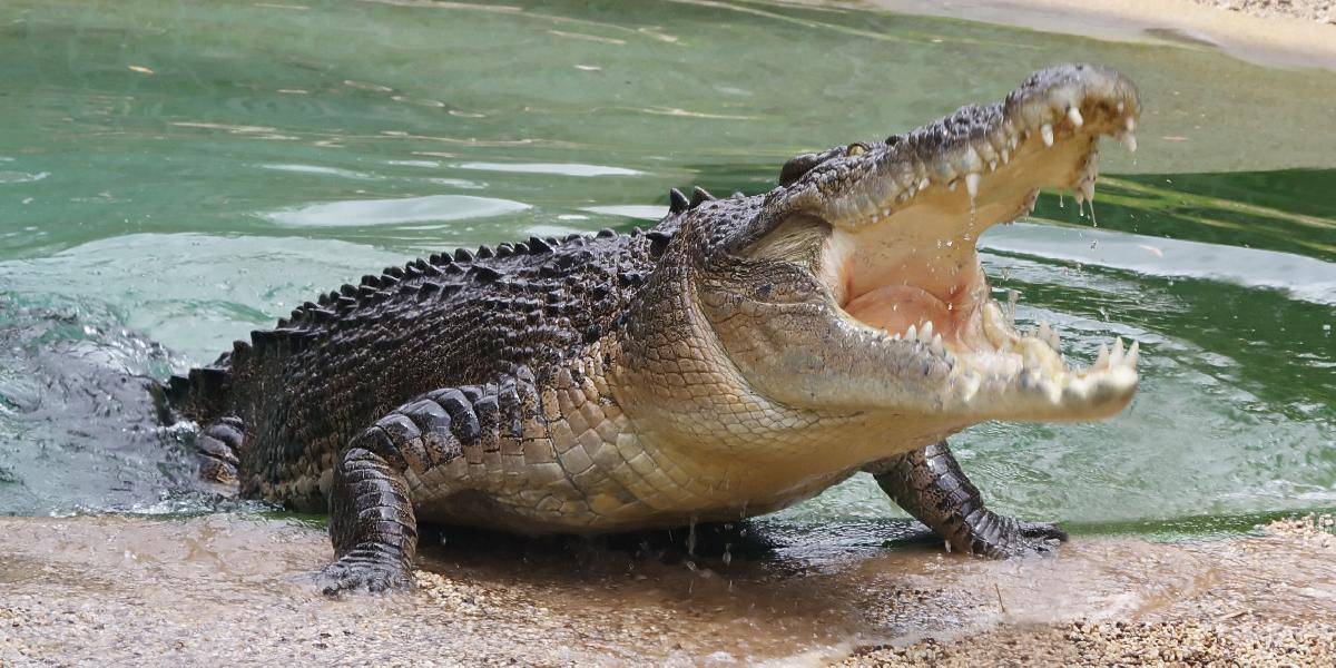 Austrálsky rybár strávil narodeninovú noc s krokodílom v chate