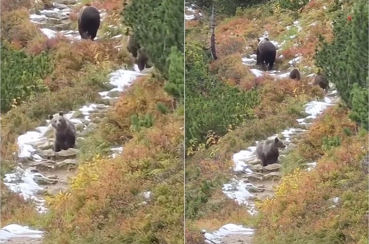 Medvedia rodinka zastavila turistov v Tatrách: Jedno mláďa urobilo niečo, čo dojalo ľudí. VIDEO