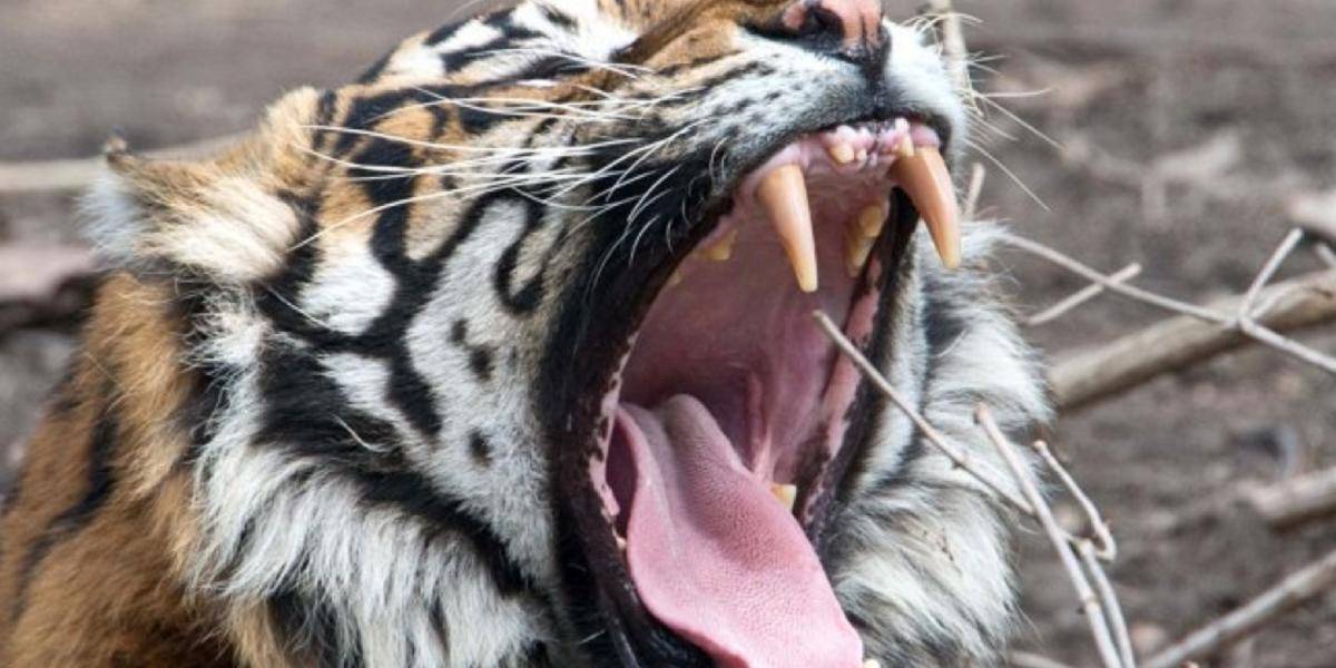 Tiger v ZOO napadol ošetrovateľku, zraneniam dnes podľahla