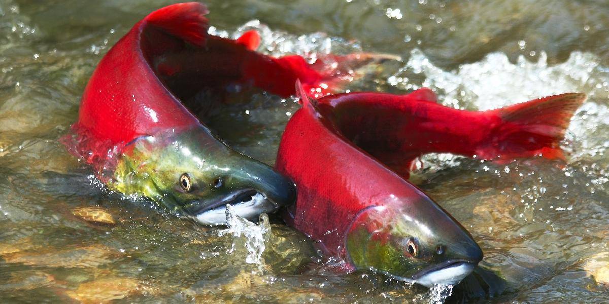Geneticky modifikované lososy sa dokážu krížiť so pstruhmi
