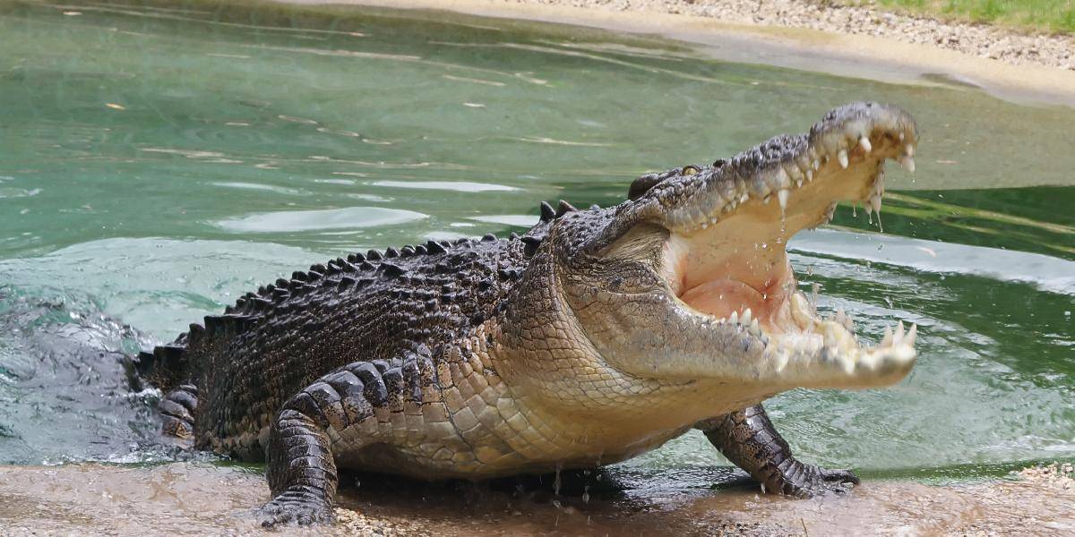 Krokodíl roztrhal muža, ktorý lovil kraby