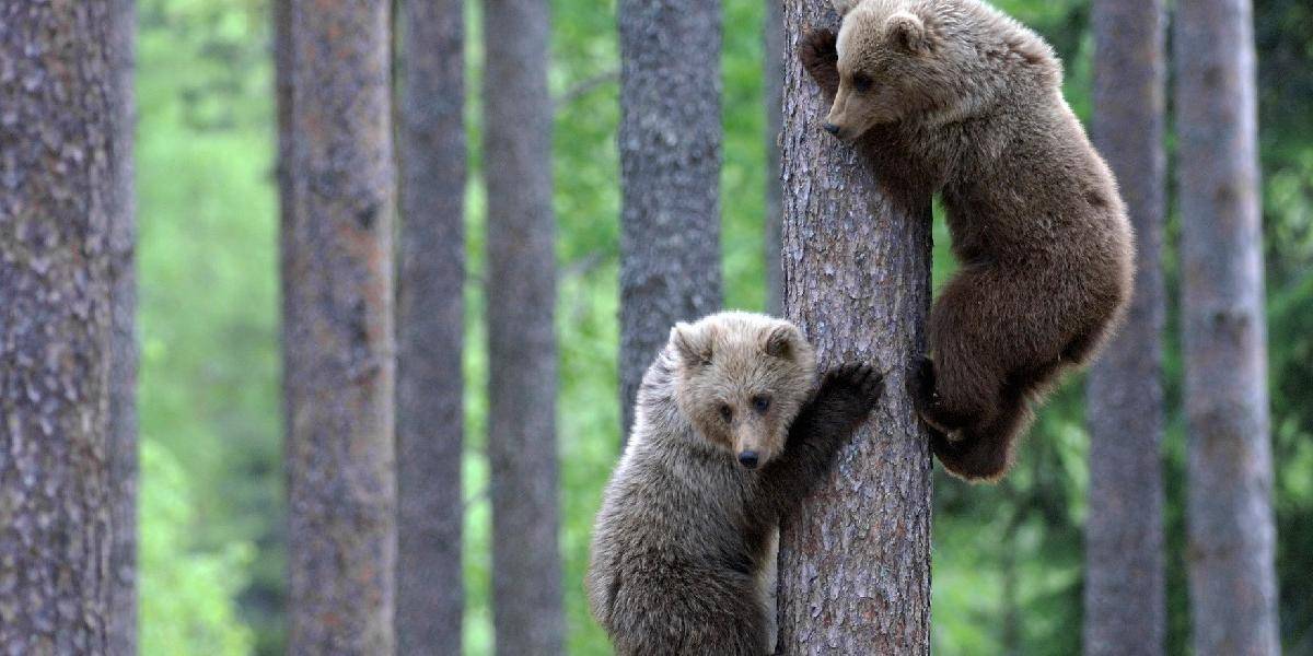 Zoológ radí nepribližovať sa: Medvieďatá nebývajú nikdy v lese samé!