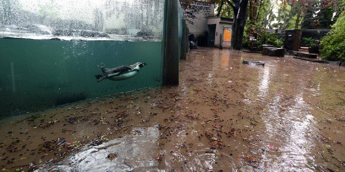 Polovica zoo v Prahe je pod vodou, dnes ju však otvoria