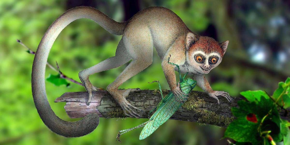 V Číne objavili fosíliu najstaršieho známeho primáta