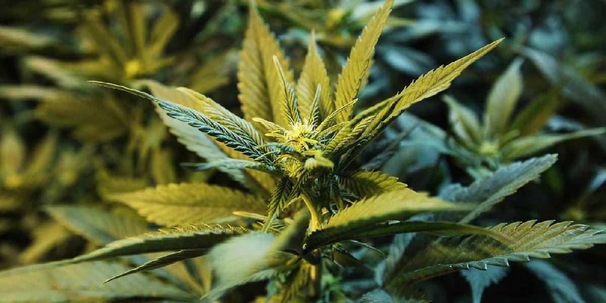 Americký Vermont dekriminalizoval marihuanu