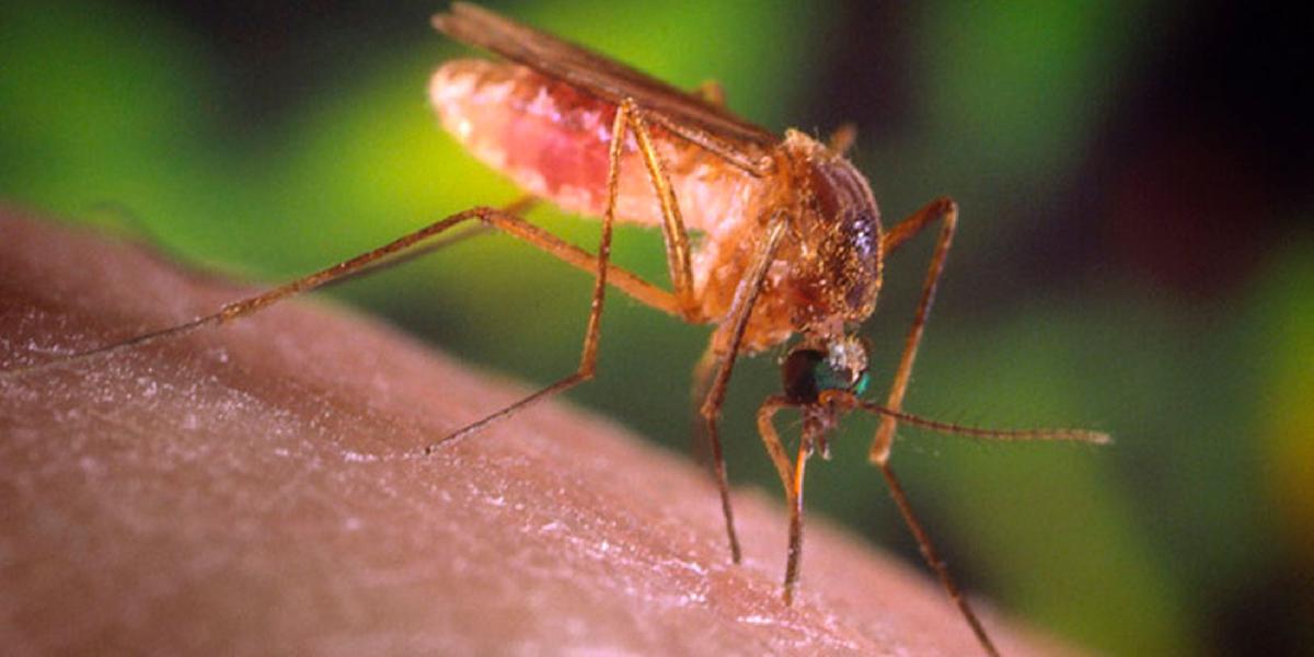 Česká vláda poskytne ďalšie miliardy: Krajinu potrápia komáre
