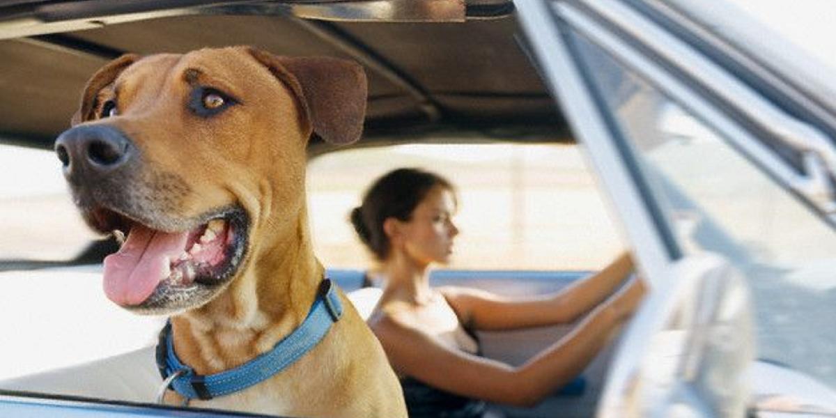 Chovatelia pozor: Psy, mačky a fretky môžu cestovať len s pasom!
