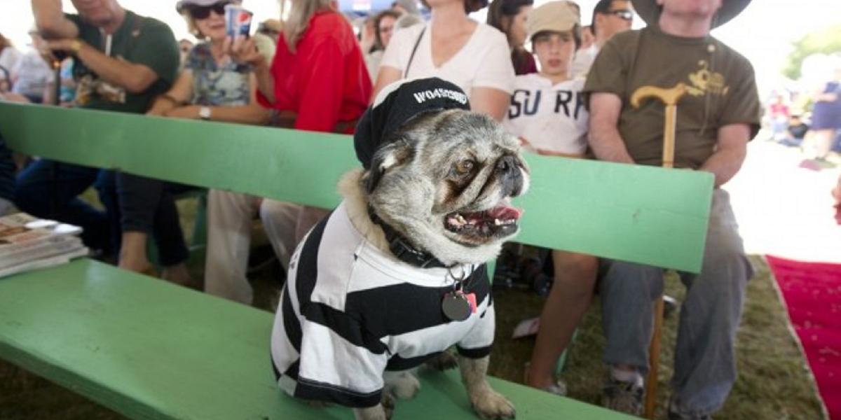 Titul "Najškaredší pes sveta" získal kríženec bígla, boxera a baseta
