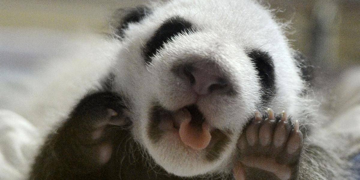 Panda veľká priviedla v Číne na svet dvojičky