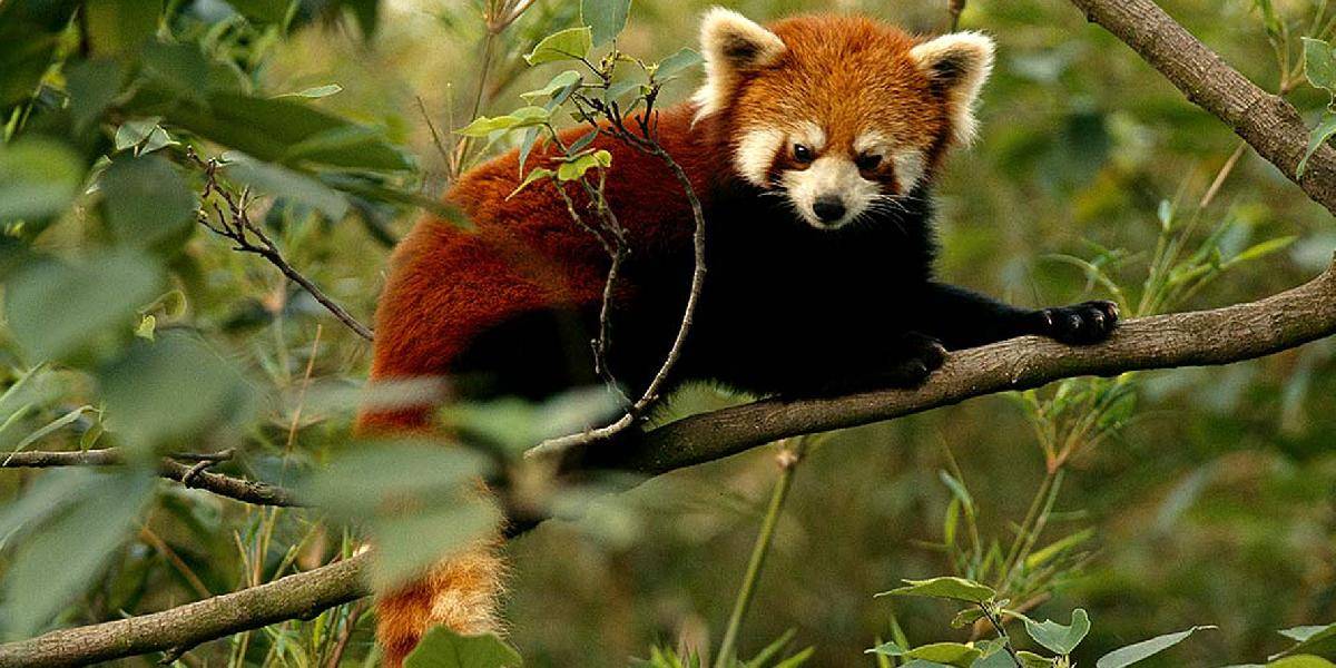 Pandu červenú, ktorá ušla zo ZOO vo Washingtone, odchytili v susedstve