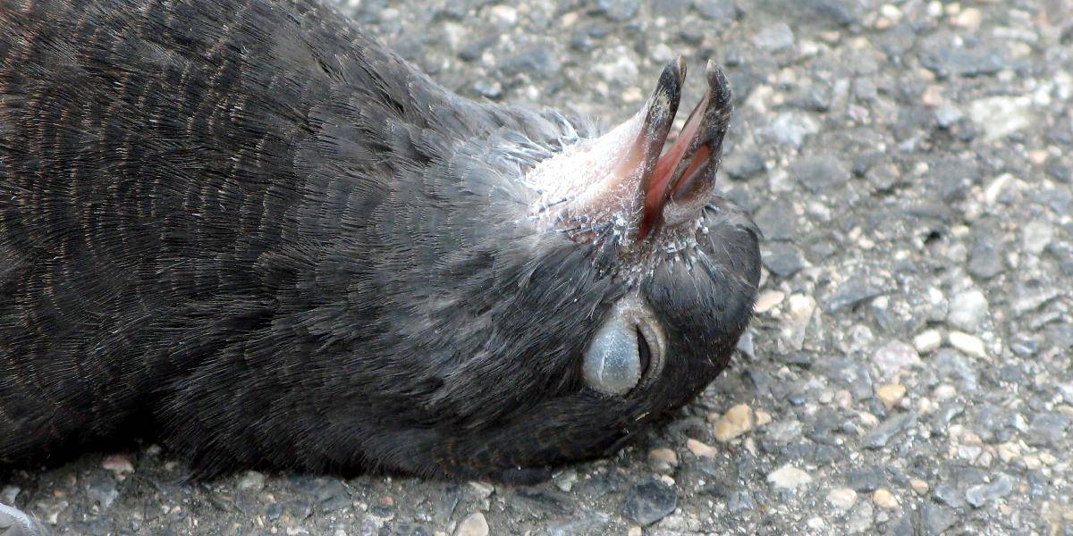 V bulharskom meste Pernik padajú z neba uhynuté holuby