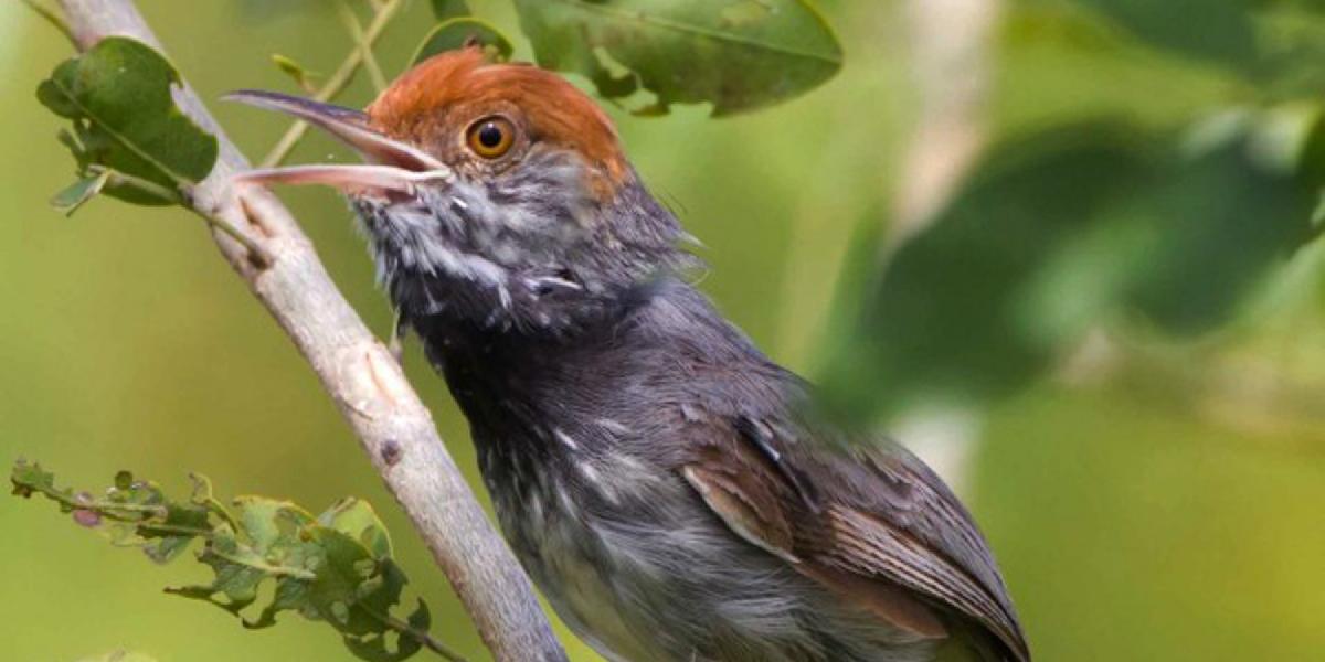 V Kambodži vedci objavili nový vtáčí druh