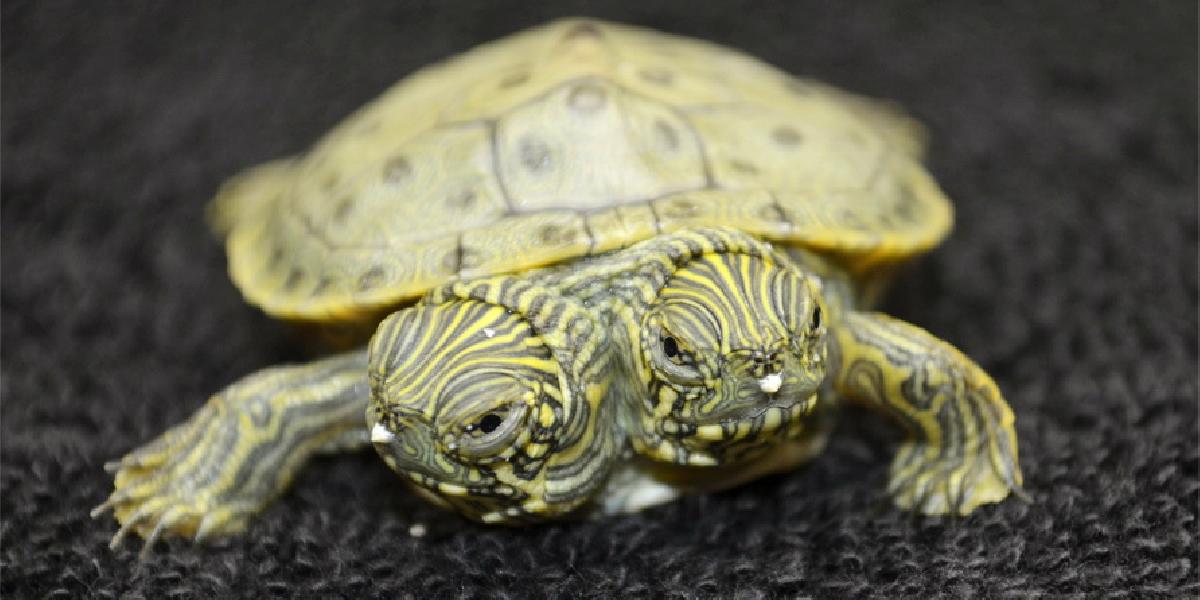 V americkej ZOO sa narodila korytnačka s dvoma hlavami