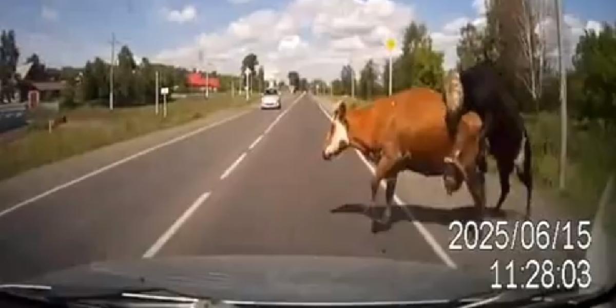 Kuriózna nehoda: Muž narazil autom do kravy, tá práve sexovala s býkom!