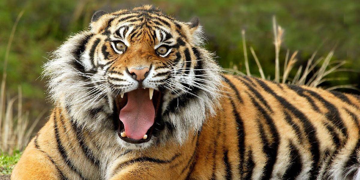 Tragédia v ZOO: Tri tigre zabili muža počas kŕmenia!