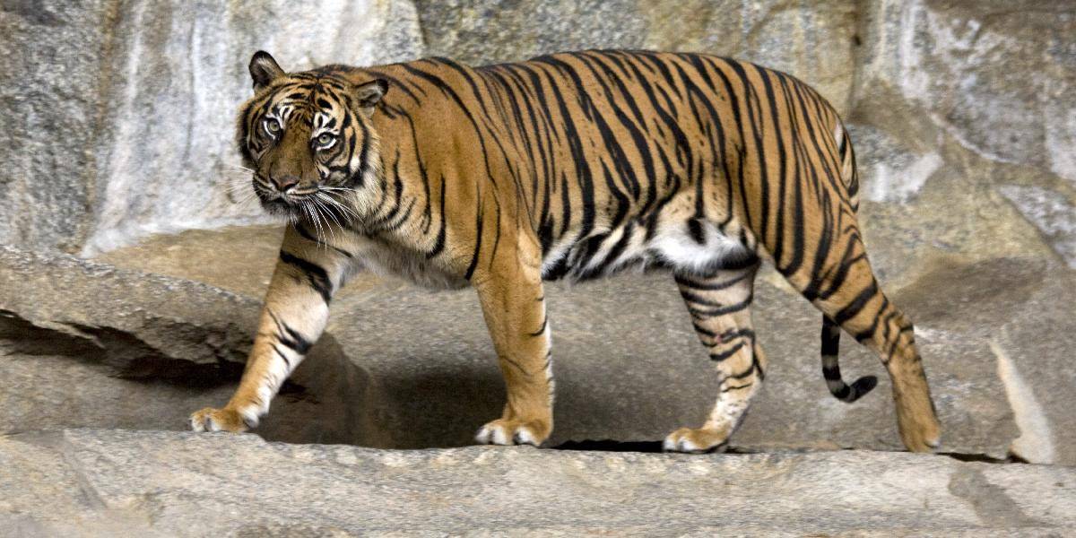 Piatich mužov uväznili na stromoch tigre sumatrianske
