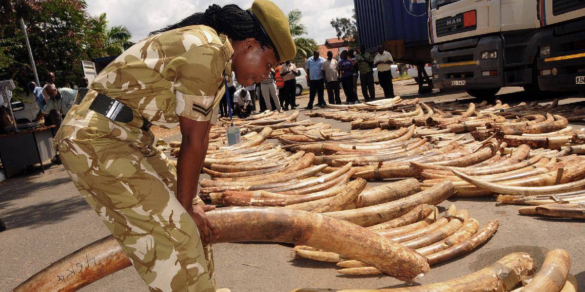 V Mombase zhabali vyše tri tony ilegálnej slonoviny!