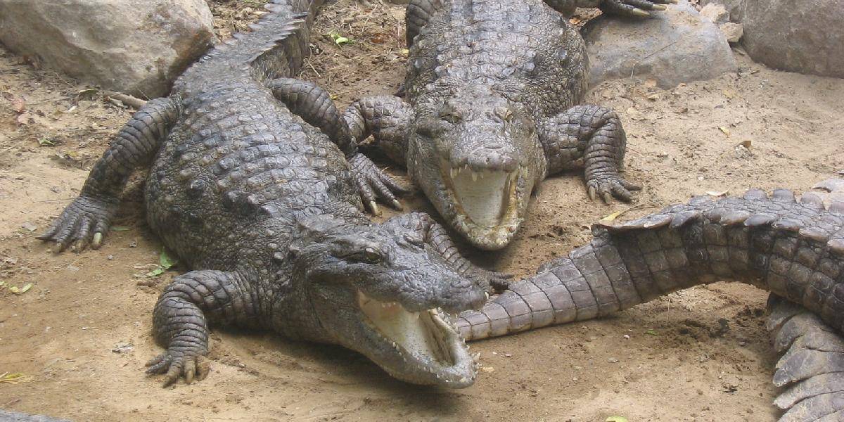 Na výstave v Moskve skonfiškovali 134 krokodílov