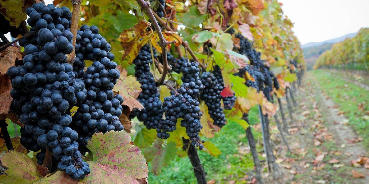 Developeri za premenu vinohradov na stavebné pozemky zaplatia viac