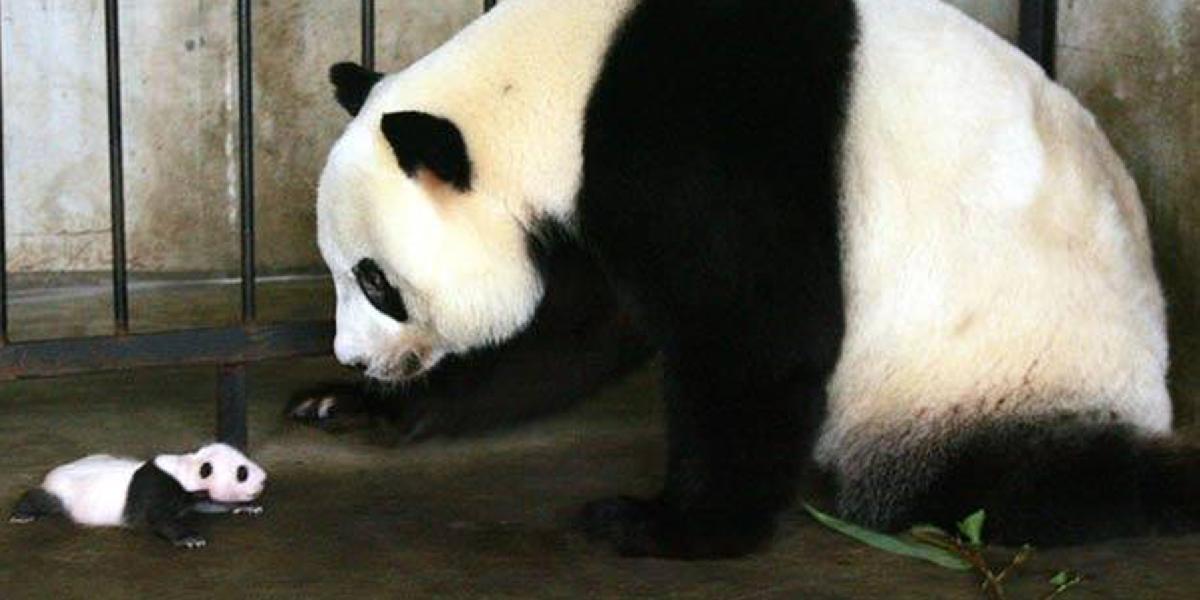 Panda v zoo v Atlante porodila dvojičky