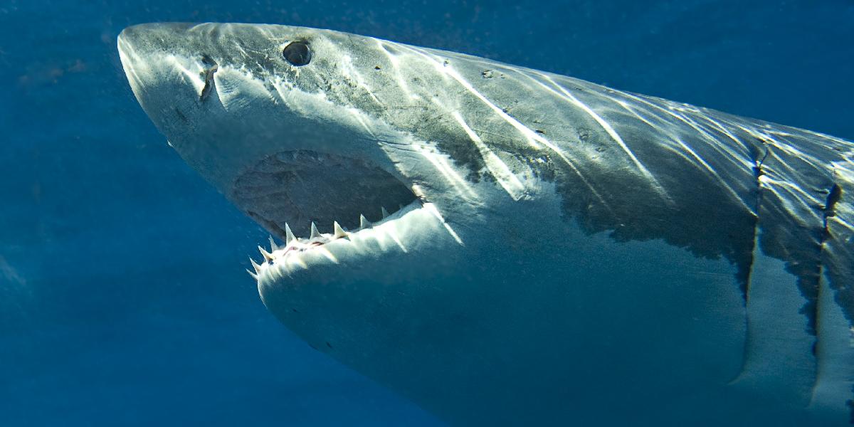 V Indickom oceáne zabil žralok francúzske dievča