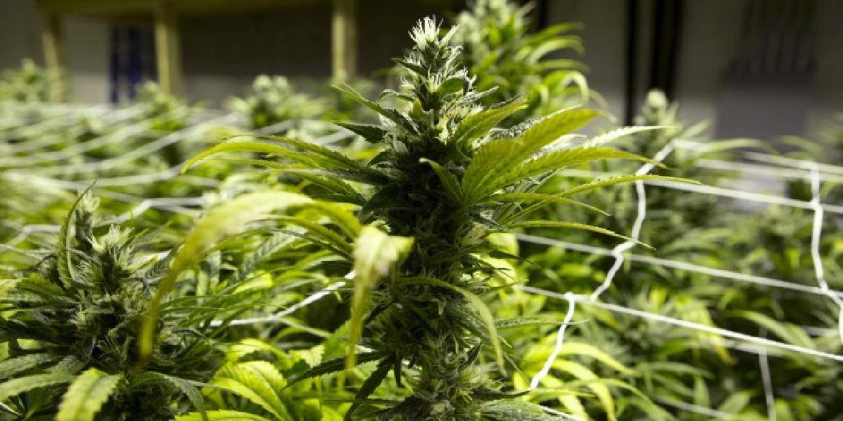 Bulharská babička pestovala marihuanu, ide do väzenia