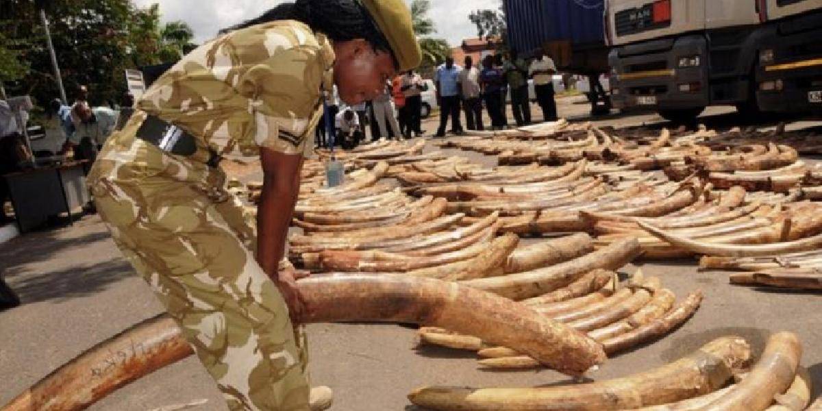 Interpol zasadil úder pašerákom slonoviny, v Afrike zadržali 66 ľudí