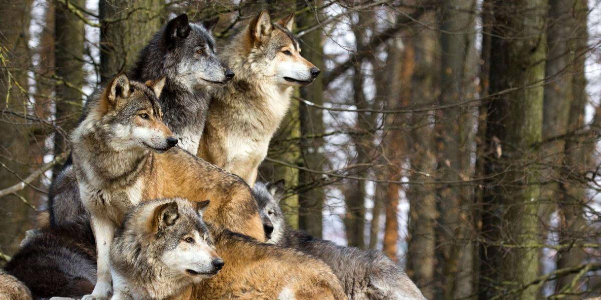 Novou technológiou vedia vedci vlkov presne identifikovať podľa vytia