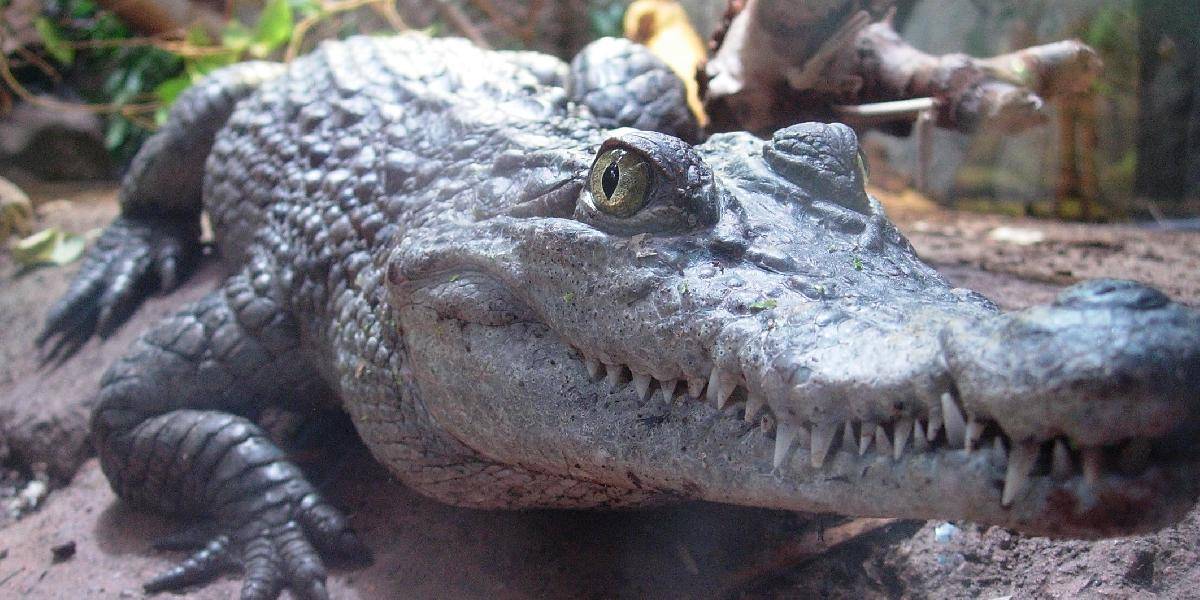 V zoo v Kolíne prišli na svet mláďatá vzácneho krokodíla filipínskeho