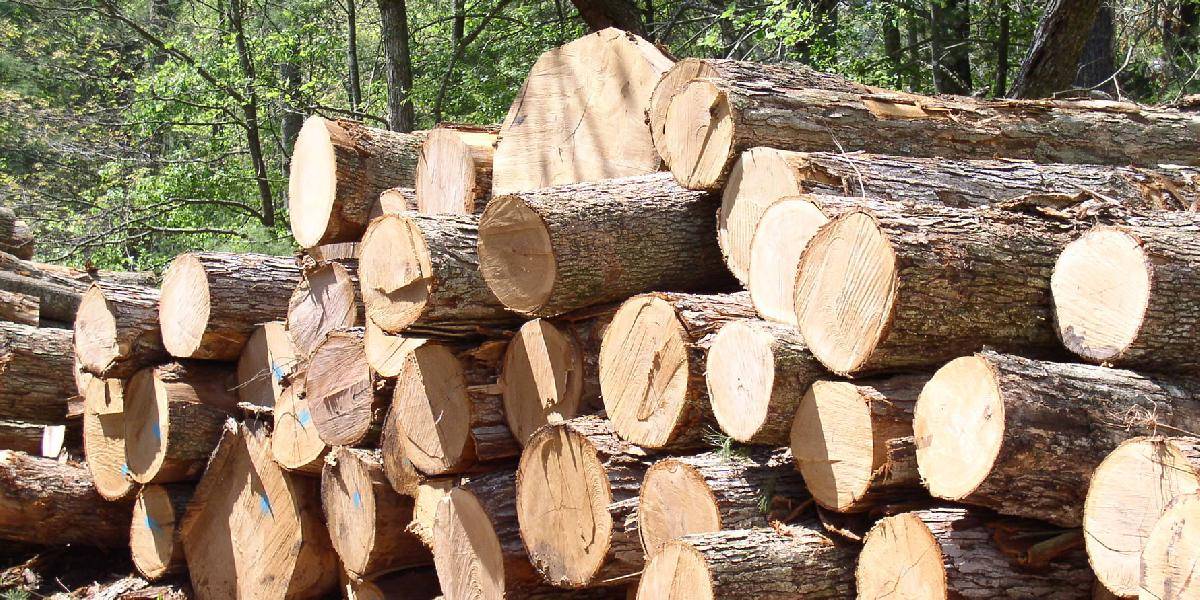 Ťažba dreva v SR vlani medziročne klesla o 13 % na 8,232 mil. m3