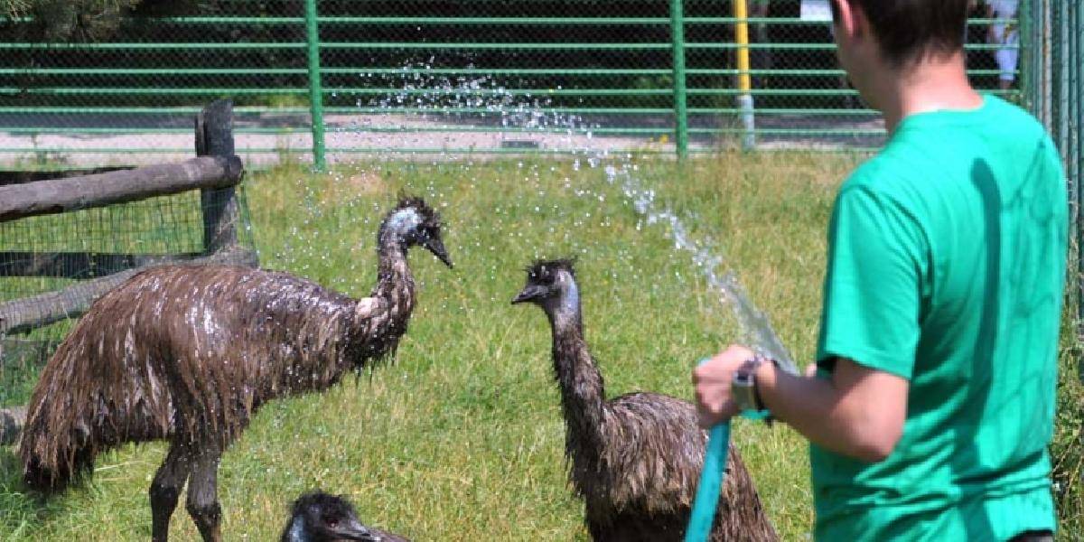 Zvieratá v ZOO pred prehriatím chránia sprchou