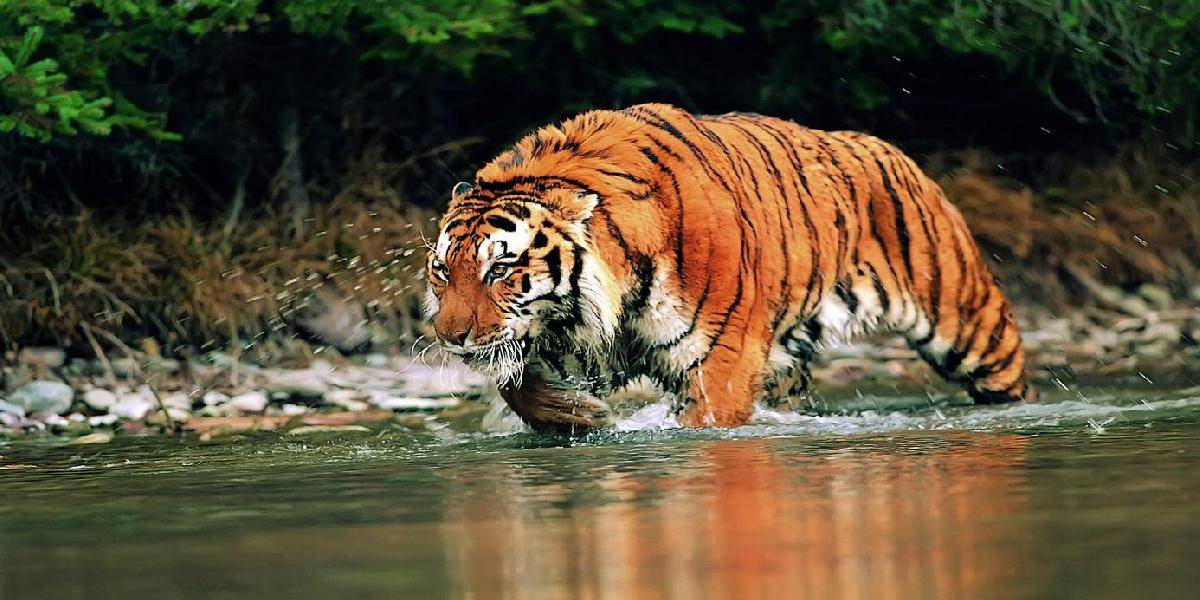 Počet tigrov bengálskych rastie! V Nepále ich žije čoraz viac 