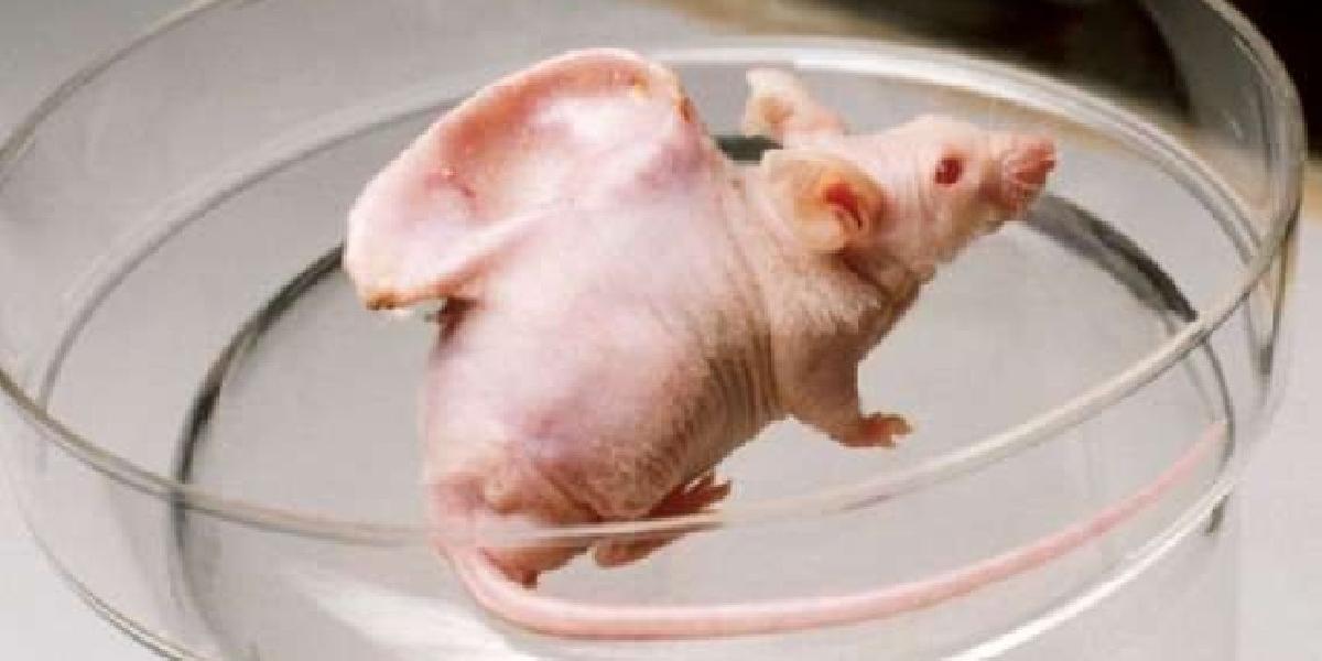 Vedci vytvorili zo živočíšneho tkaniva ľudské ucho