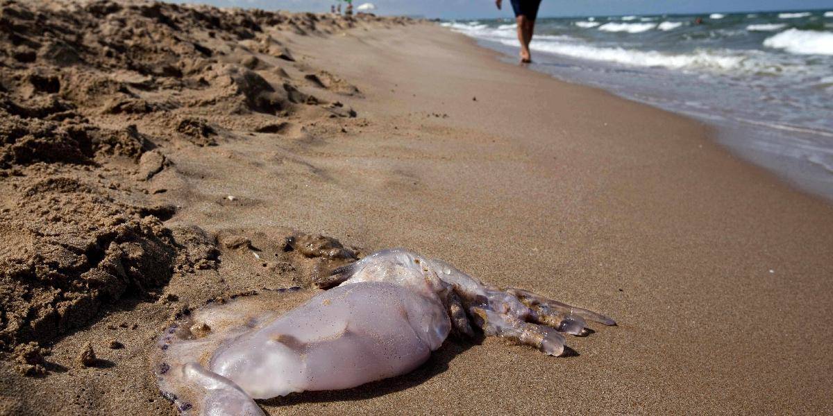 Belgicko čelí na svojom pobreží invázii medúz