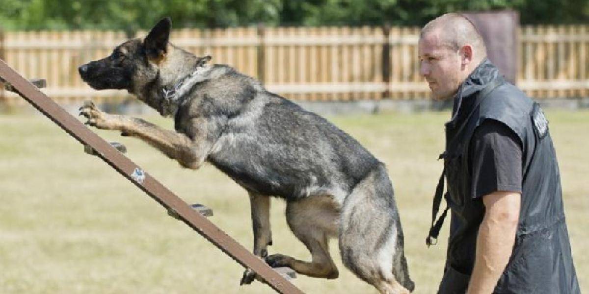 Pri odhaľovaní pašerákov pomáhajú colníkom cvičené psy