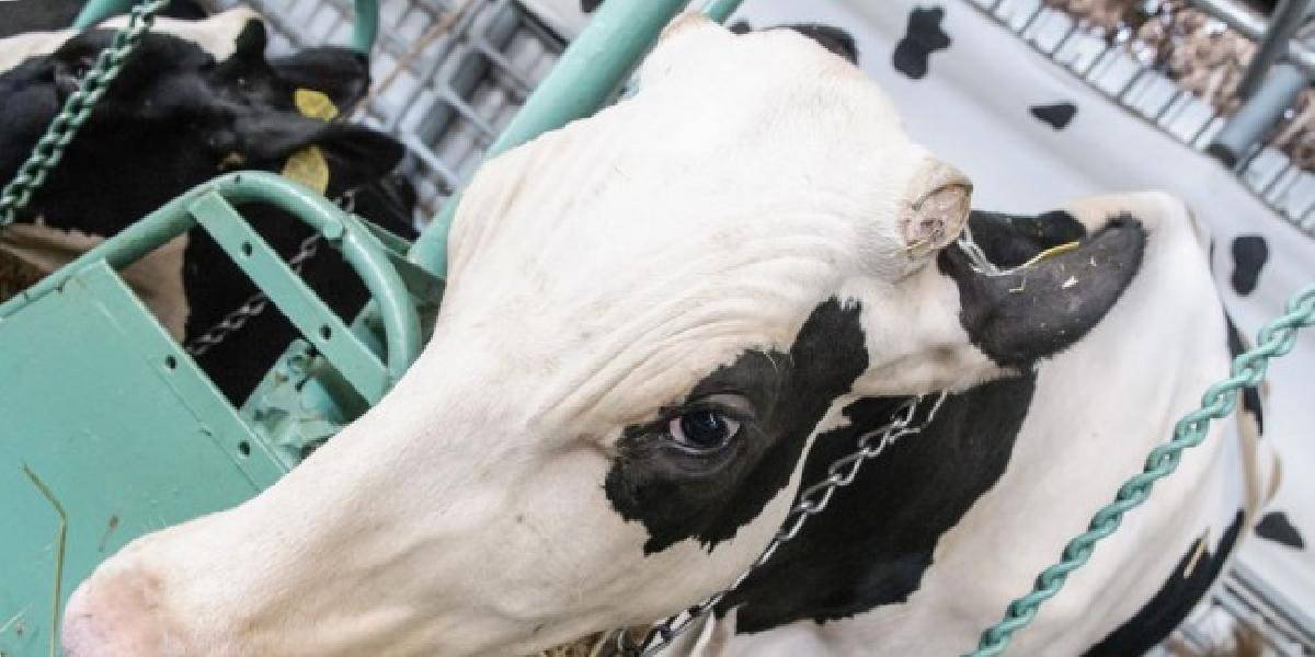 Horúčavy potrápili nielen ľudí, ale i zvieratá a rastliny