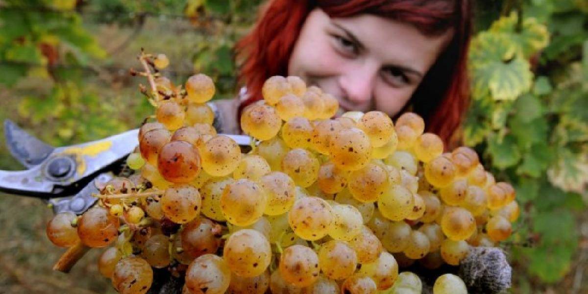 Slovenskí vinári majú svoju prvú elektronickú vínnu kartu