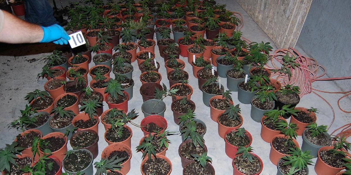 Polícia zadržala desiatky pestovateľov marihuany
