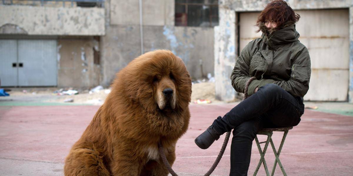 Číňania sfalšujú všetko: V zoo vydávali psa za leva afrického! 