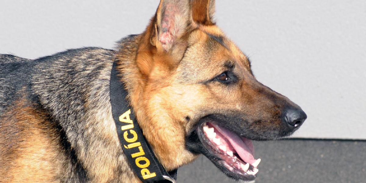 Muža podozrivého z vlámania našiel policajný pes