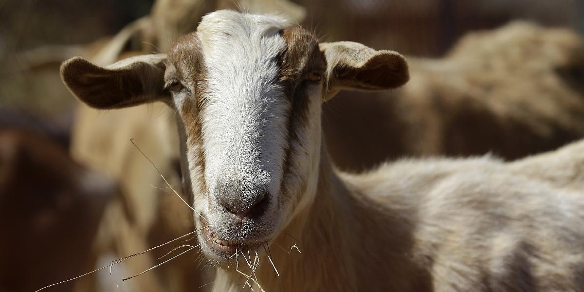 Mužovi zakázali vstup na farmy v celej Británii: Sexoval s kozou!