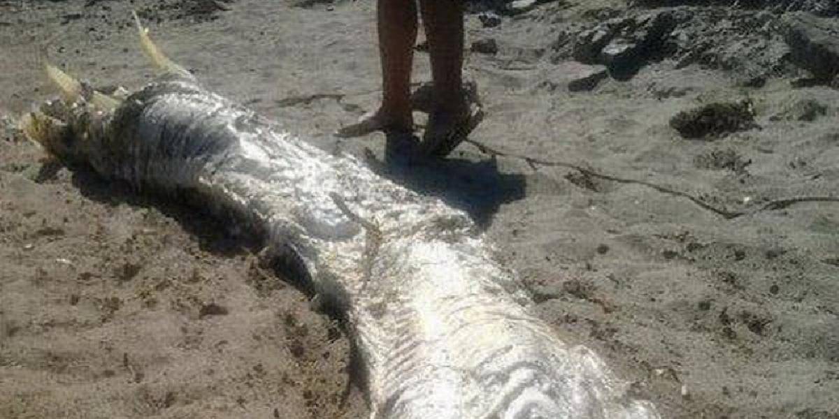 Hrôzostrašný nález na pláži: 5-metrový morský živočích s rohmi!