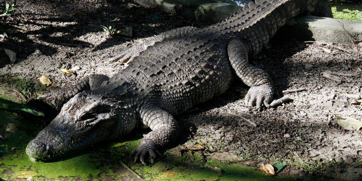 Krokodíl zabil neopatrného plavca: Chcel preplávať nebezpečnú rieku!