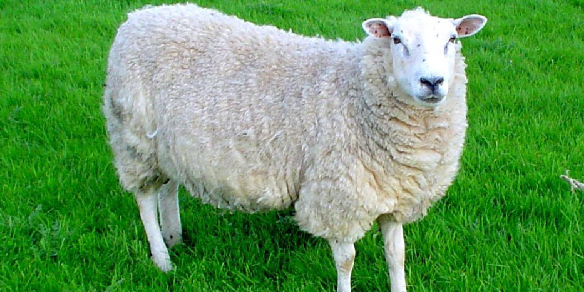 LM: Hráči Karagandy neobetujú ovcu na štadióne Celticu Glasgow