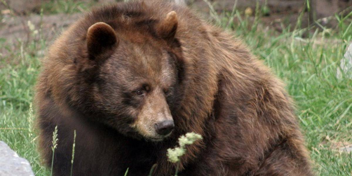 Jakutsko povolilo odstrel hladných medveďov