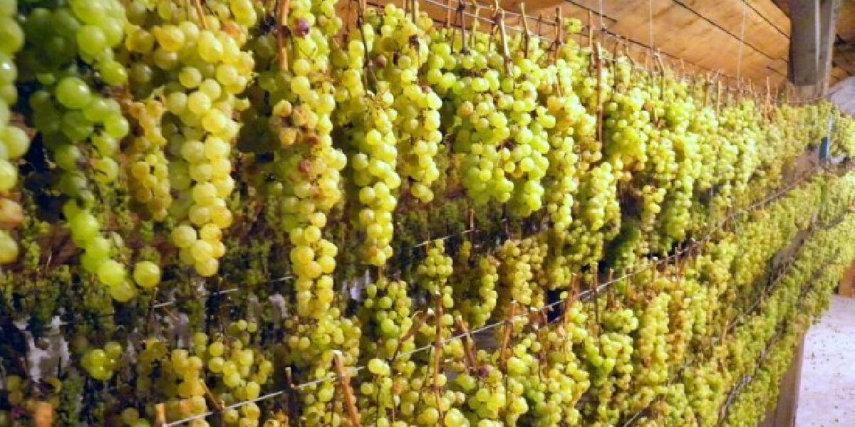 L. Žitňanská chce viac chrániť vinohrady a vinice