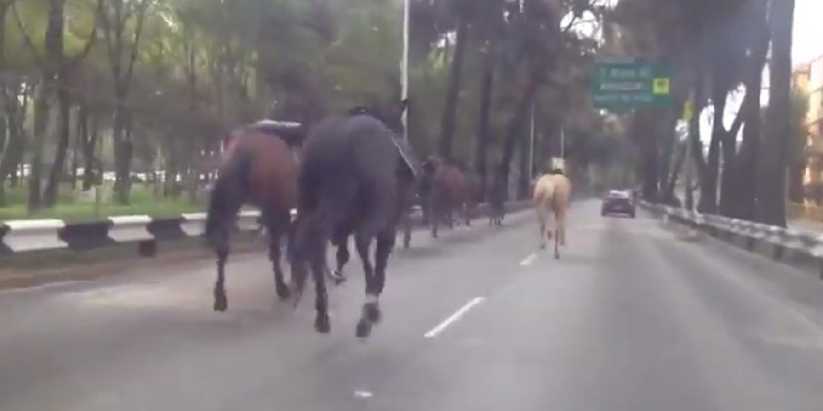 VIDEO Splašené policajné kone uháňajú ulicami Mexico City!