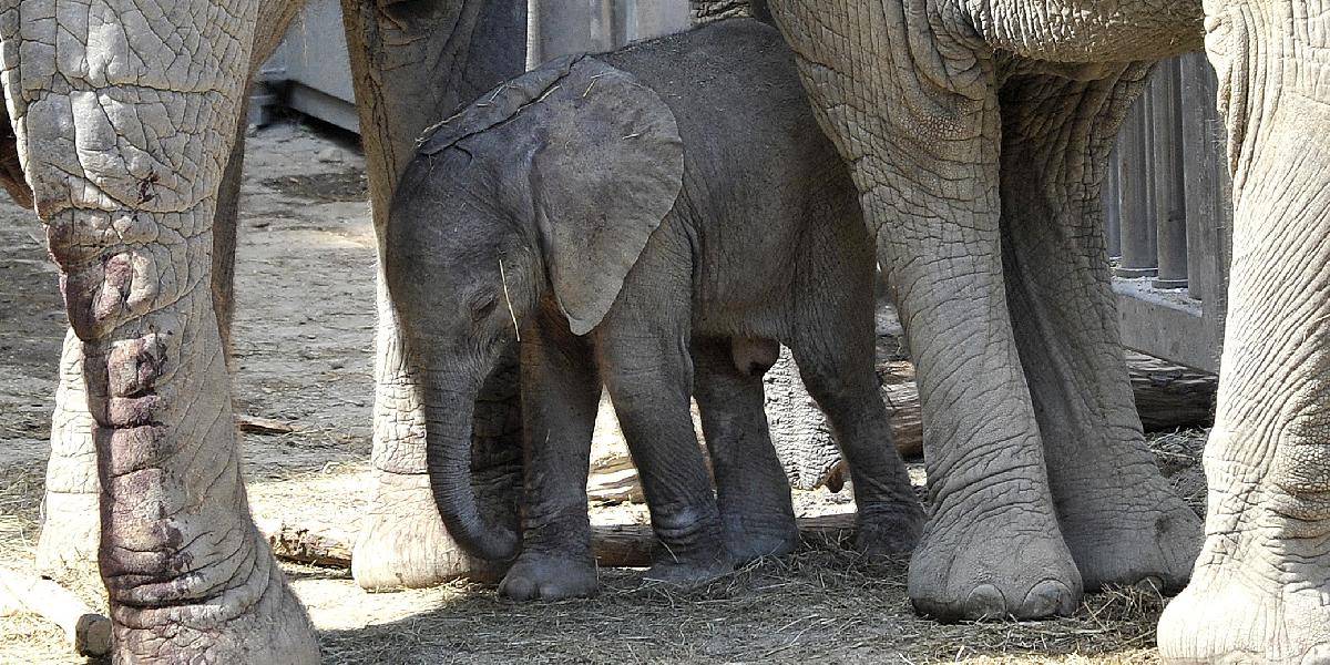 Vo viedenskej zoo sa po umelom oplodnení narodilo sloníča